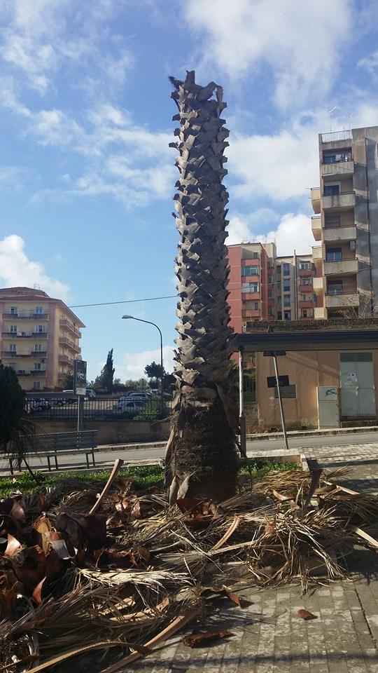 L'albero di via della Costituzione